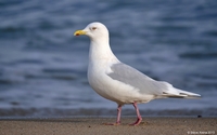   Laridae